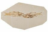 Two Detailed Fossil Fish (Knightia) - Wyoming #204500-1